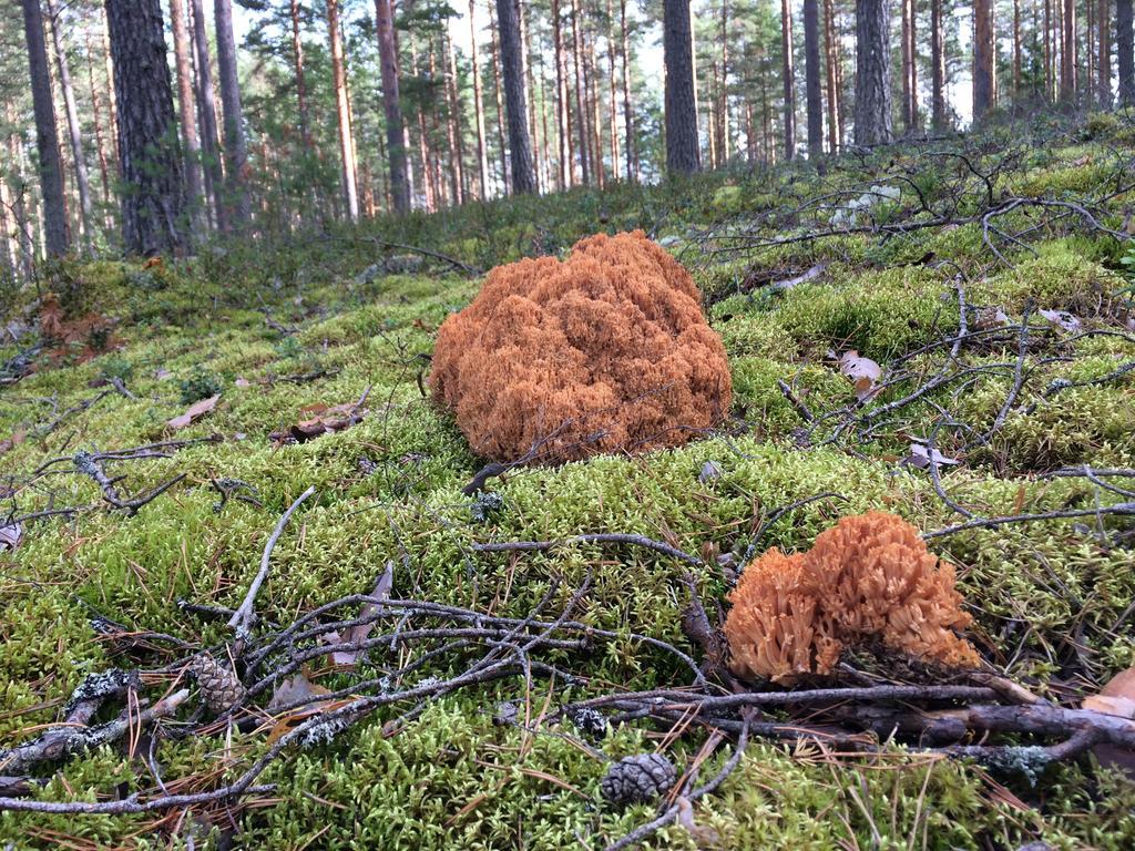 Lakehouse Saimaa B&B Taipalsaari Luaran gambar